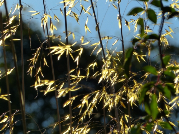 Eté indien au Bois des Moutiers 6
